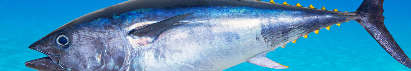 atun_header