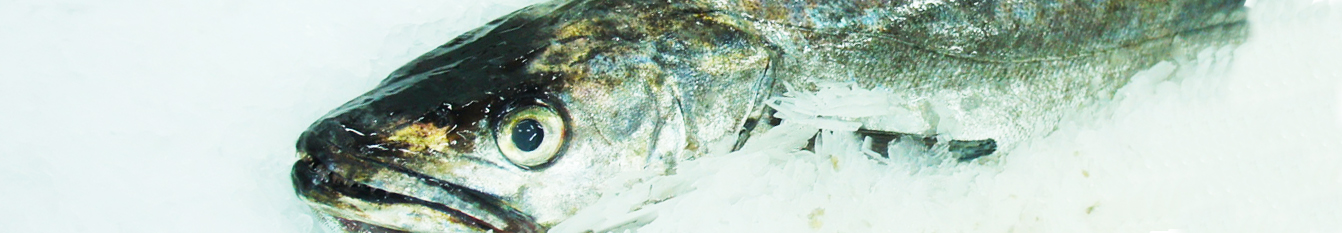 merluza_austral_header