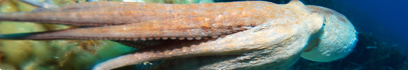 pulpo