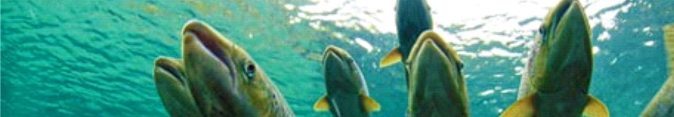 salmon_header